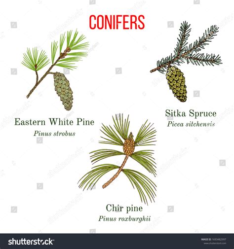 Pinus Strobus: Over 27 Royalty-Free Licensable Stock Vectors & Vector ...