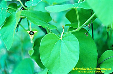 Aristolochia Tomentosa Photos Isb Atlas Of Florida Plants Isb