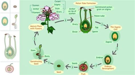 Cycle Of A Seed