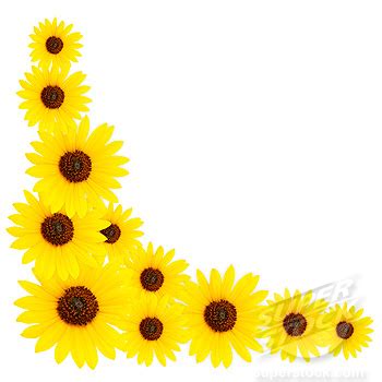 Sunflower Border Clipart | Free download on ClipArtMag