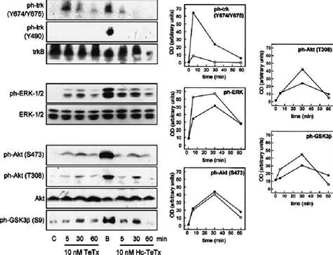 Time Course Of Trk Receptor Erk And Akt Phosphorylation Download