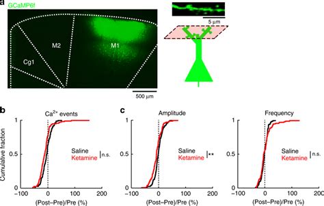 Effect Of Ketamine On Calcium Dynamics For Dendritic Spines In The