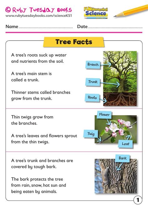 Ks Science Plants Tree Facts Teaching Resources Trees To Plant