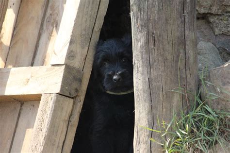 Accueil Elevage Des Bergers Du Desert Eleveur De Chiens Berger De Brie