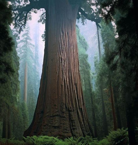 Sequoia Gigantea Giant Sequoia Sierra Redwood Dr Seuss Tree