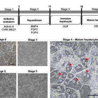 Hepatic Differentiation Of Human Embryonic Stem Cells HESCs A