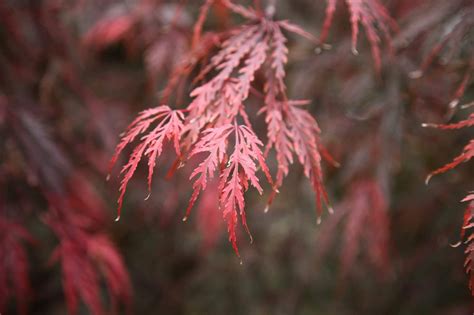 Acer Palmatum Dissectum Atropurpureum Plant Nursery Melbourne