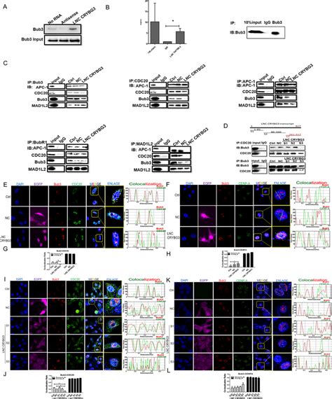 LNC CRYBG3 Interacts With Bub3 And Modulates The Interactions Of The