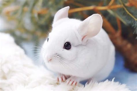 Adorable White Chinchilla Unique Characteristics and Care Needs