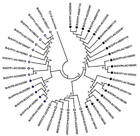 Phylogenetic Analysis Of Brassica Gypsy Elements Based On The Amino