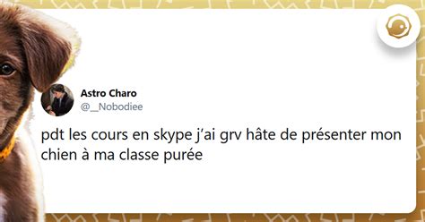 Les 20 meilleurs tweets sur les chiens toujours là pour nous Twog