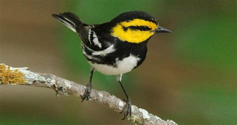 Whither the Warbler’s habitat? | Hill Country Alliance