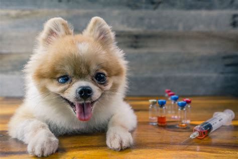 Vacinas De Cachorro Saiba Tudo Sobre Elas Petlove