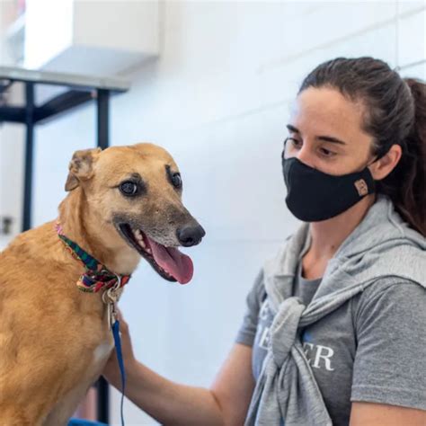 Crean Una Plataforma Digital Para Adoptar Perros Y Gatos Filo News