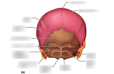 Skull Diagram Posterior View Diagram Quizlet