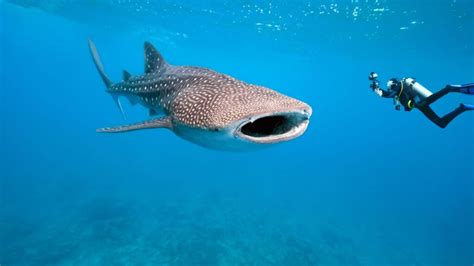 Biggest Fish Ever Recorded - American Oceans