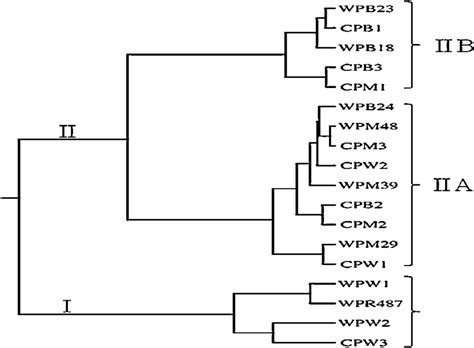 Dendrogram Showing Relationship Among Wild And Clonal Type Of 18 B