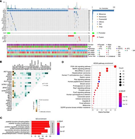 Frontiers Mutational Profiling Of Chinese Patients With Thyroid Cancer