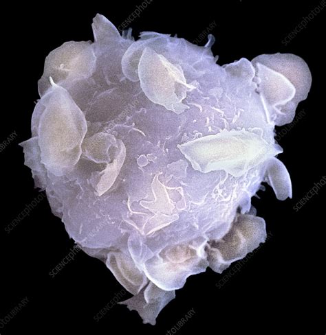 Bone Marrow Stem Cell Sem Stock Image G Science Photo