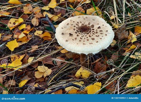 One Edible Parasol Mushroom is Growing in the Forest Stock Image - Image of limited, mushroom ...