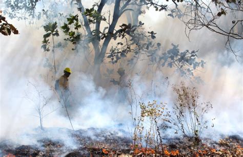 Conafor Reporta 116 Incendios Forestales En 22 Entidades