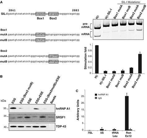 HnRNP A1 Binding To The Ron ESS Interferes With SRSF1 Binding To The