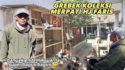 Istimewa Banget Koleksi Merpati Bapak Ini Asli Bikin Ngiler Youtube