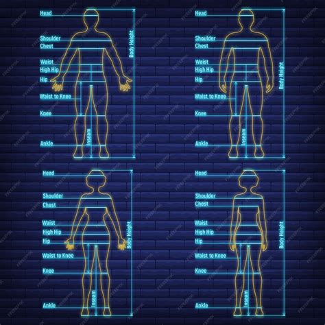premium vector female male neon glow size chart anatomy human