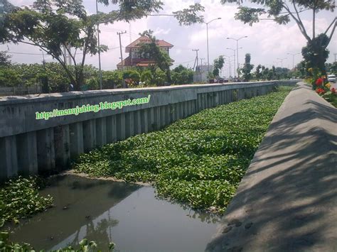 asal usul eceng gondok