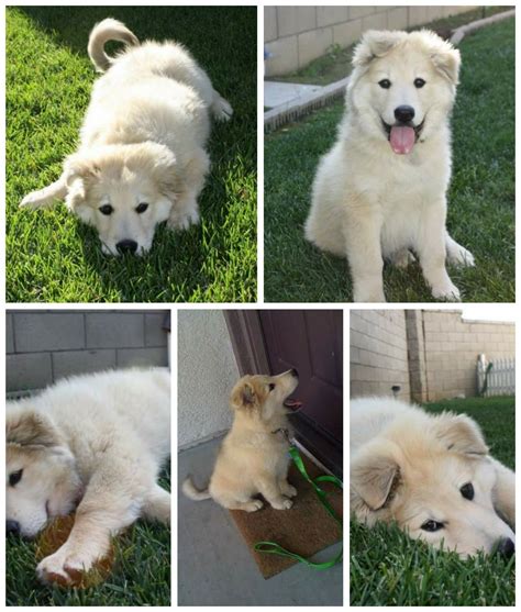 Husky Mix Golden Retriever