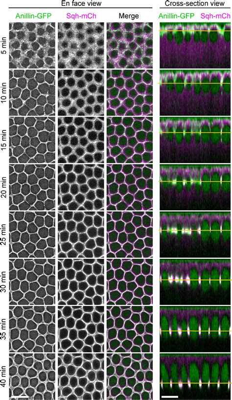 Early Zygotic Gene Product Dunk Interacts With Anillin To Regulate