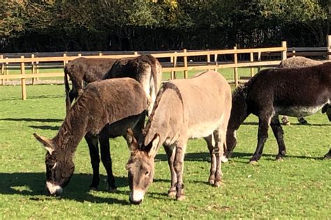 Fundraiser by Tracey Hunt : Hayling Island Donkey Sanctuary