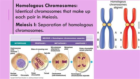 Meiosis I Ppt Download