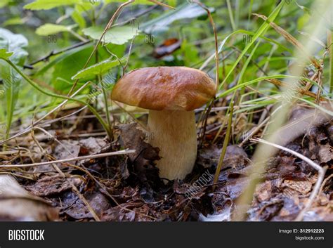 White Mushroom Called Image & Photo (Free Trial) | Bigstock