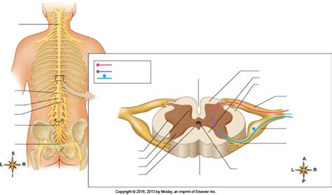 Spinal Cord Part Diagram Quizlet