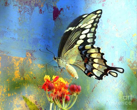 Butterfly On Milkweed Textured Photograph By Luana K Perez Fine Art