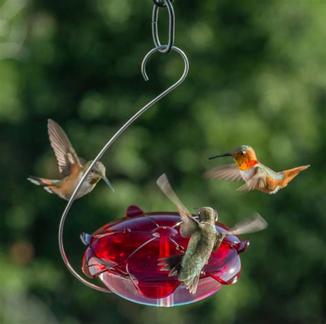 Ruby Sipper Clear Dish Hummingbird Feeder Nature Blog Network