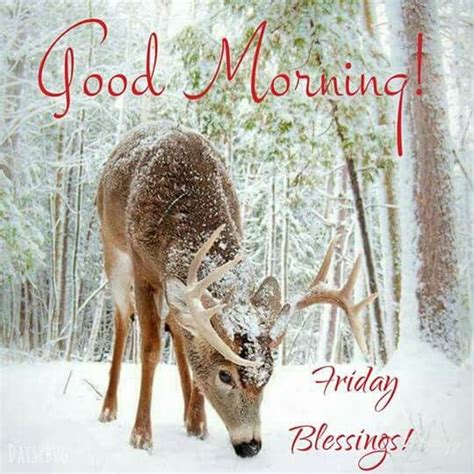 Deer Good Morning Friday Blessings Pictures Photos And Images For