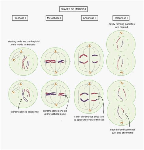 Meiosis Diagram Khan Academy , Free Transparent Clipart - ClipartKey