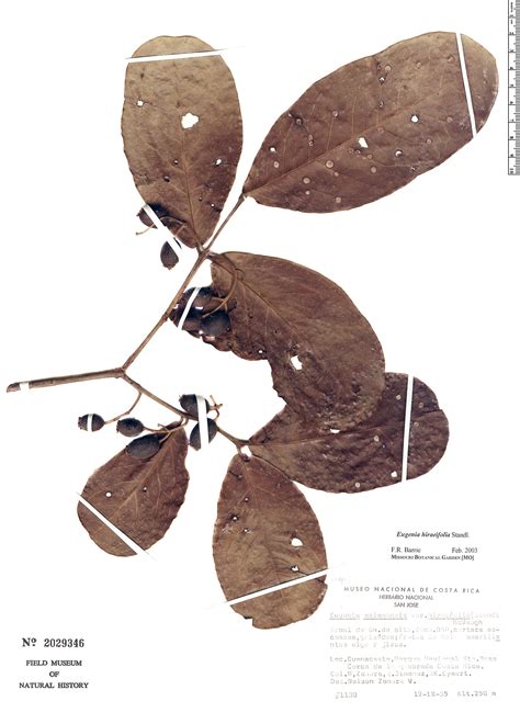 Eugenia Hiraeifolia Herb Rio Rapid Reference The Field Museum