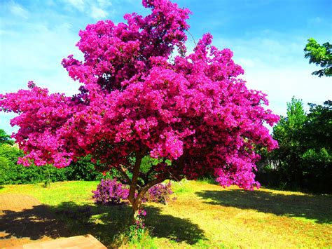 arbre d'ornement croissance rapide | Bougainvillier, Arbre d ornement ...