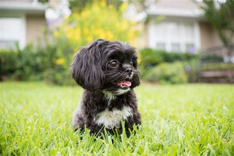 38 Adorable Shih Tzu Mixes (With Pictures) – Dogster