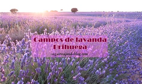 Campos De Lavanda De Brihuega Cu Ndo Ir Y C Mo Llegar Seguir Viajando