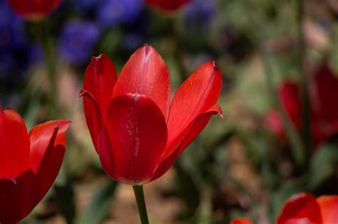 Premium Photo Colorful Tulip Flowers Bloom In The Garden