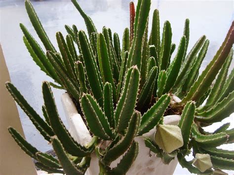 Nada De Sombra E Gua Fresca Saiba Como Cuidar De Cactos Da Forma