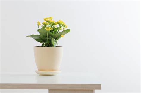 Kalanchoe Amarelo Em Vaso De Flores Em Fundo Branco Foto Premium