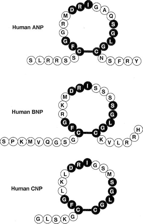 Natriuretic Peptides and Their Receptors