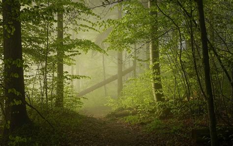 Green forest, nature, landscape, mist, forest HD wallpaper | Wallpaper Flare