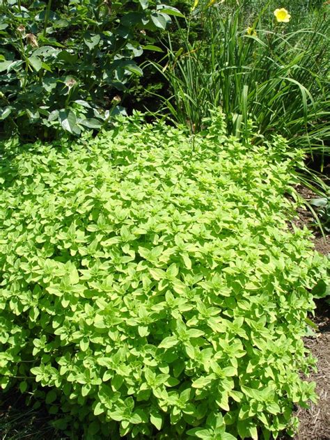 Golden Oregano Garden Housecalls