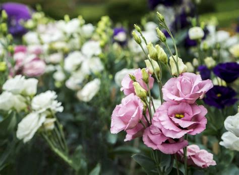 Wann Und Wie Man Eustoma F R Setzlinge S T Zu Hause Aus Samen Wachsen